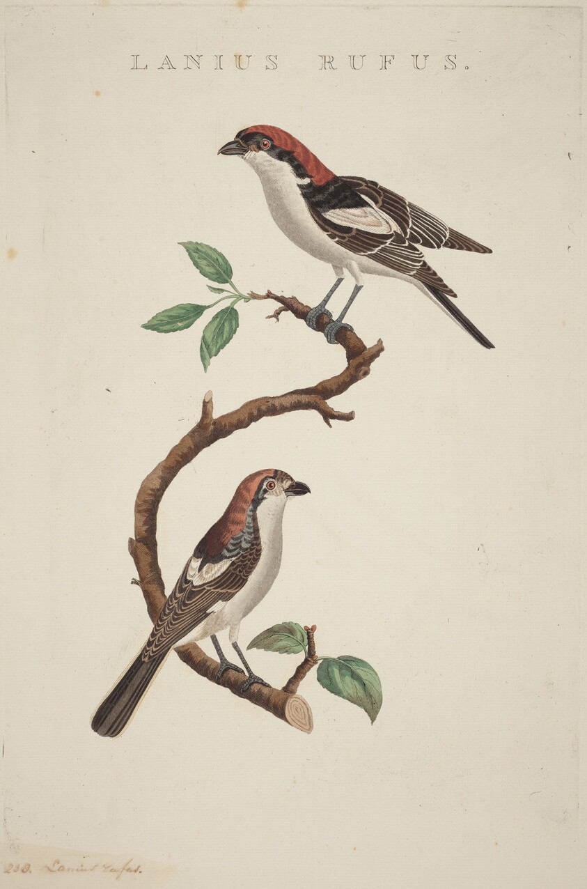 Lanius rufus