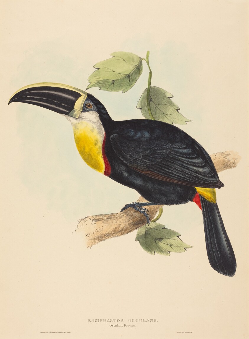 Osculant Toucan (Ramphastos osculans)