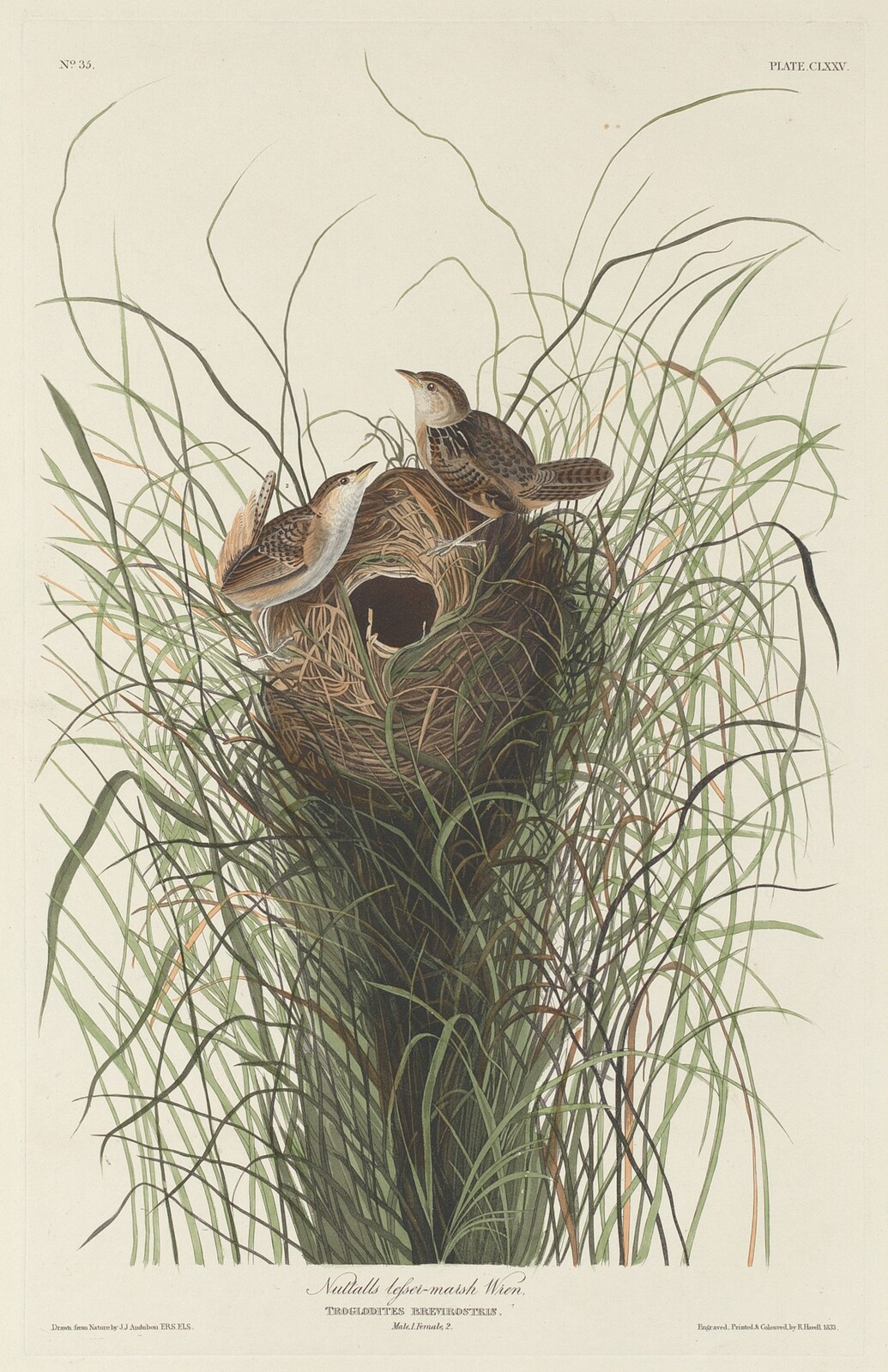 Nuttall's Lesser Marsh Wren, Robert Havell after John James Audubon, 1833