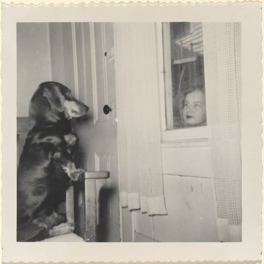 Untitled (Woman and dog staring at each other through window)