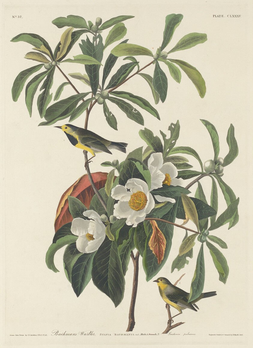 Bachman's Warbler