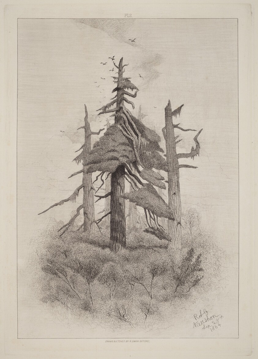 Old Trees at Naushon Island [plate 2]