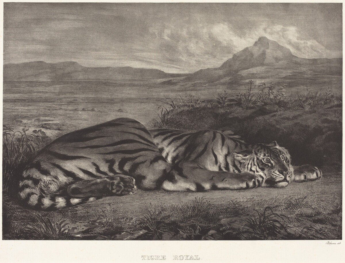 Royal Tiger (Tigre Royal)