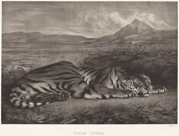 Royal Tiger (Tigre Royal)