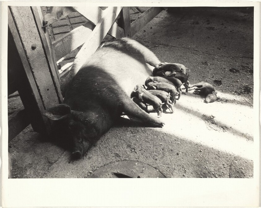 Pigs--Lincoln, Nebraska