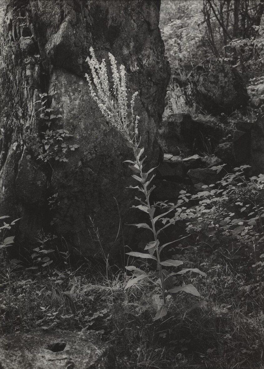 Mullein, Siebengebirge