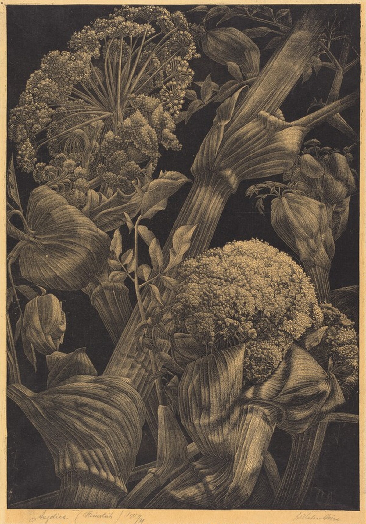 Angelica