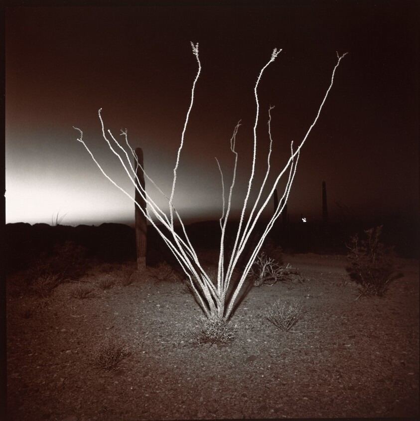 Ocotillo at Night