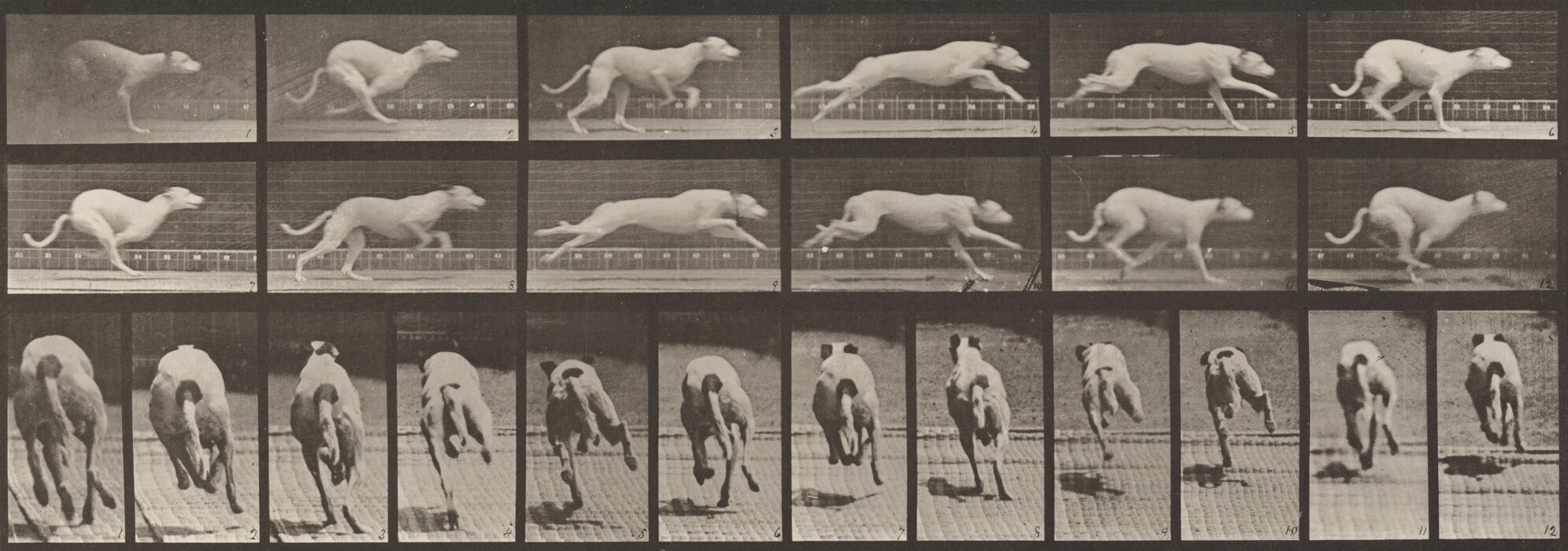 This is a photograph of a sequence capturing the motion of a running dog. The image is a series of black and white frames arranged in a grid format, documenting the gait and movement of the dog in detail. The dog is shown in profile in the top row, moving from left to right through each frame. In the bottom row, the dog is captured from the back, showing the movement of its legs and tail. The photographic sequences resemble early motion studies by Eadweard Muybridge, exploring locomotion.