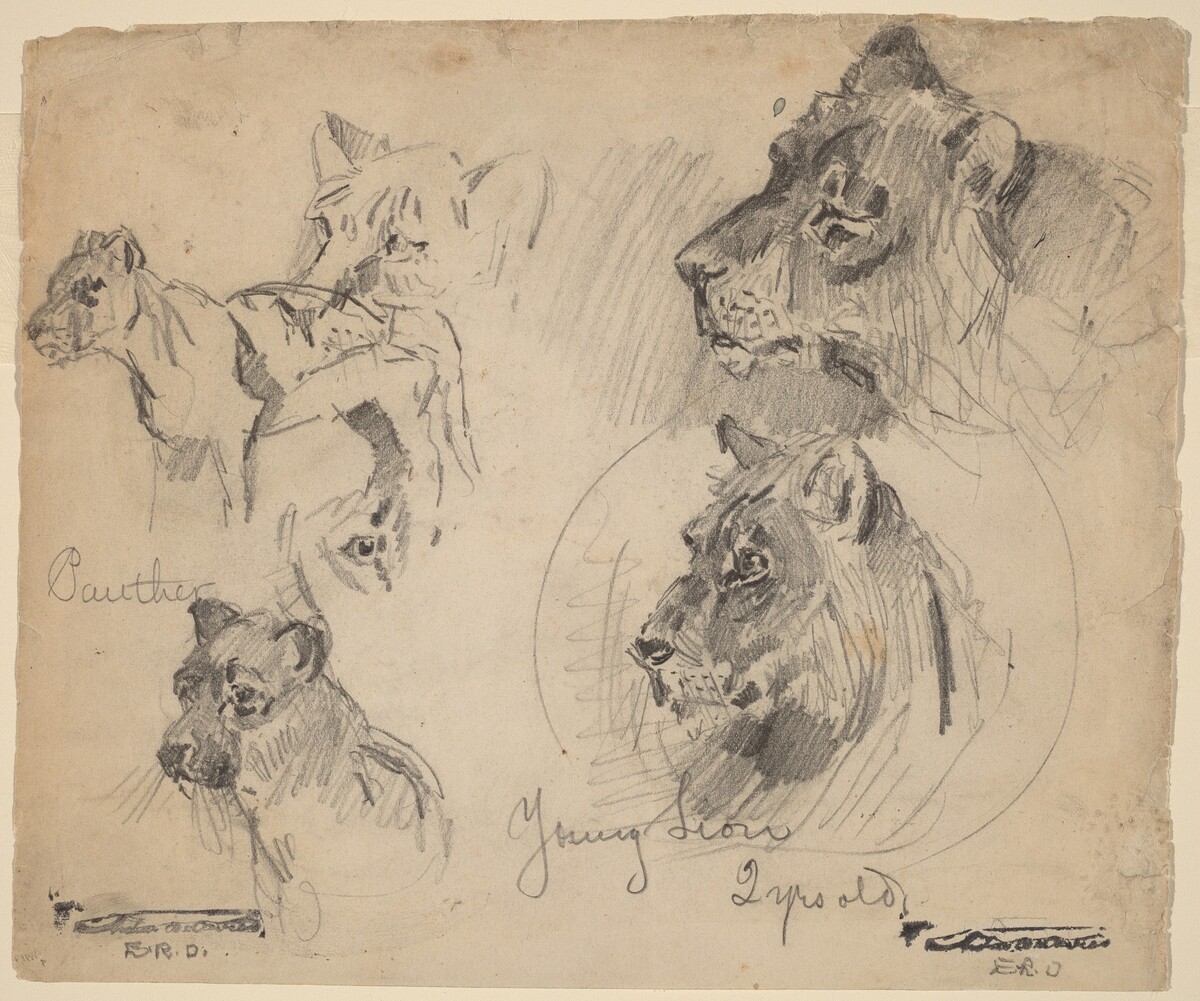 Panther and Young Lion Studies