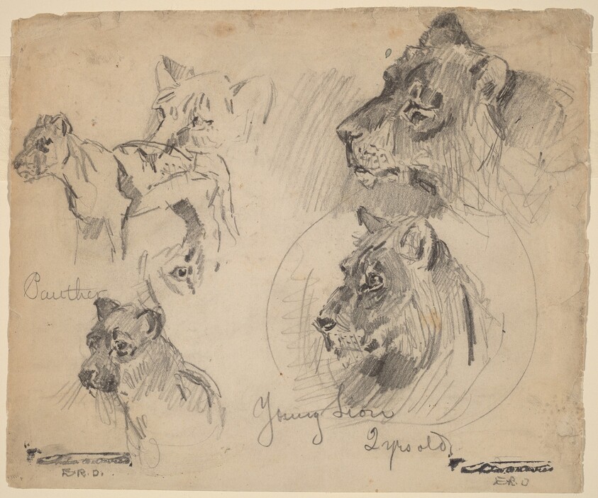 Panther and Young Lion Studies