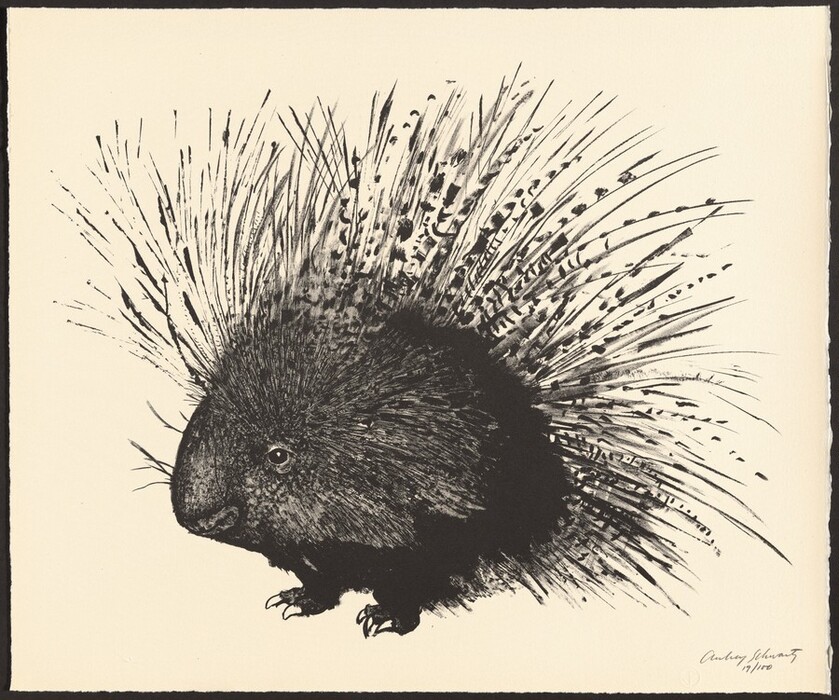 This is a drawing of a porcupine. The image features a detailed, monochromatic depiction of a porcupine. The drawing captures the texture of the quills and the dense fur, with fine lines and shading giving depth and dimension to the creature. The porcupine is oriented towards the left-hand side, with its small eyes and nose giving it a distinct, though subtle, expression. The overall composition is balanced, with the porcupine's quills spreading outwards, contrasting against the simplistic background.