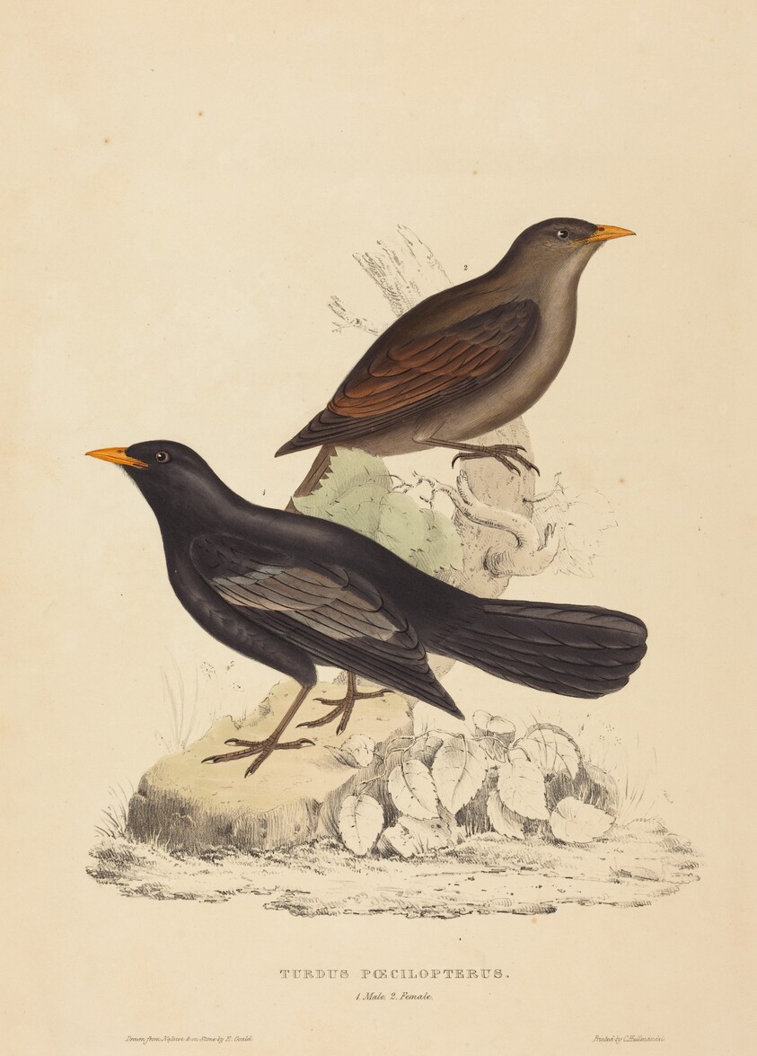 Turdus Poecilopterus (Aztec Thrush)