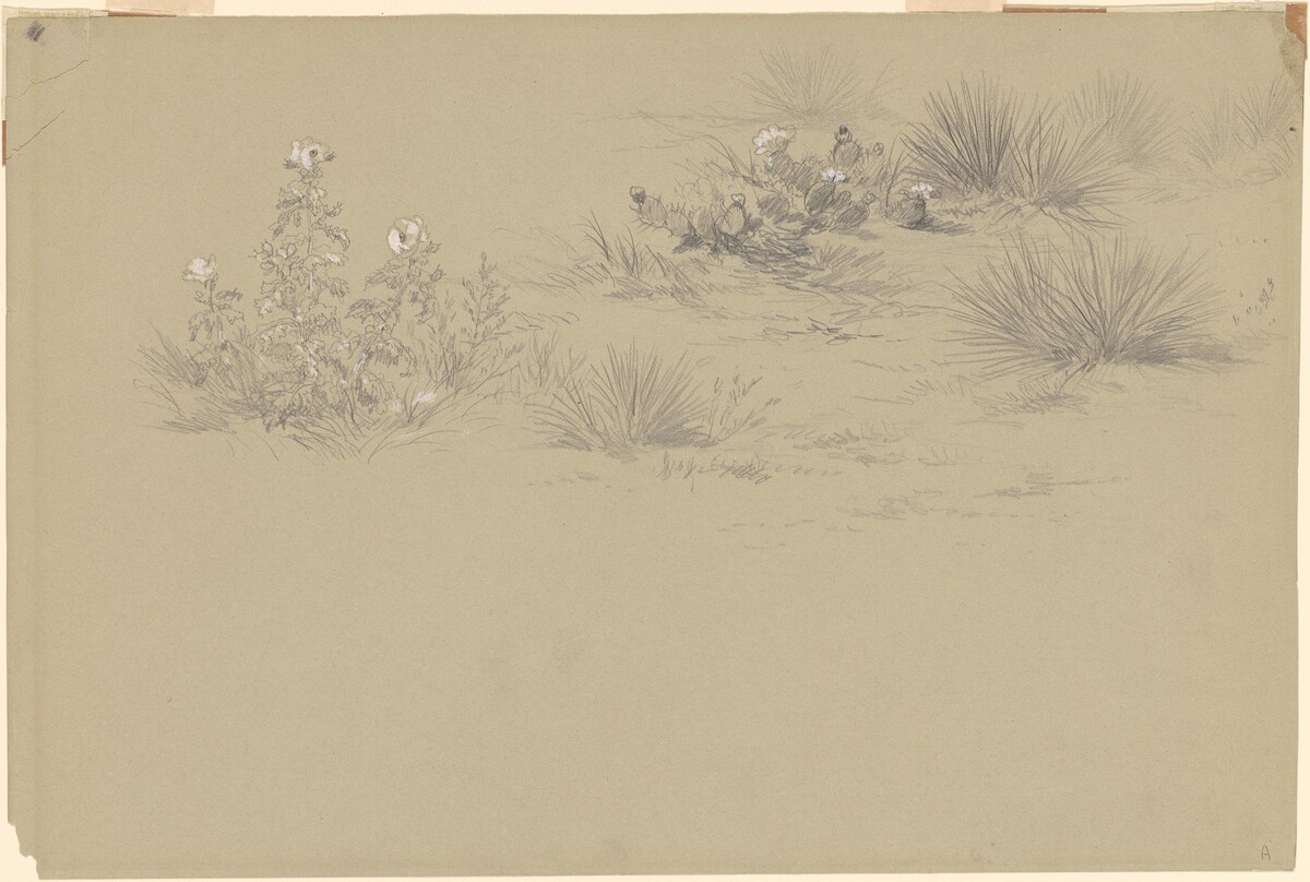 Flowering Bush and Desert Plants