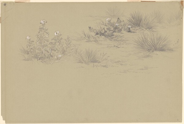 Flowering Bush and Desert Plants
