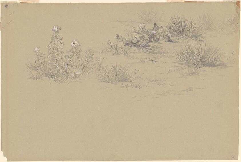 Flowering Bush and Desert Plants