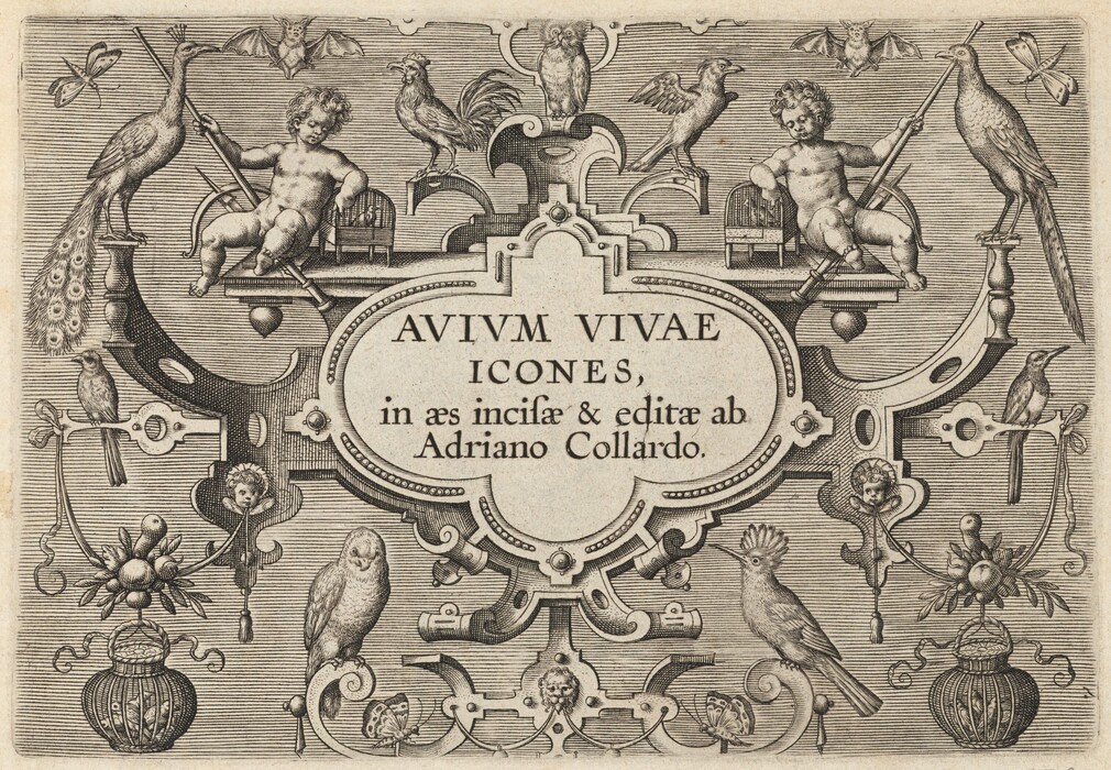 This is a drawing of a decorative title page with various birds and motifs. The image features an intricately designed cartouche with the text "AVIVM VIVAE ICONES, in aes incisae & editae ab Adriano Collardo." Surrounding the central text are detailed illustrations of birds, cherubs, flowers, and butterflies. The cherubs are positioned symmetrically on either side, each holding rods. Birds, including peacocks and other avian species, are perched around the frame, interspersed with floral and ornate decorative elements. The composition is balanced with detailed textures and lines, typical of engravings and etchings from earlier centuries. The overall style suggests a Baroque influence with elaborate and ornate detailing.