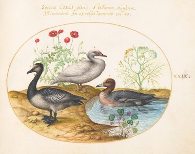Plate 29: Geese with Poppies and a Cyclamen, Joris Hoefnagel, c.1575/1590s