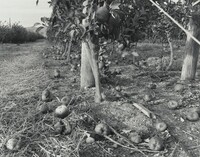 Untitled (Gala), Joseph Bartscherer, October 1992