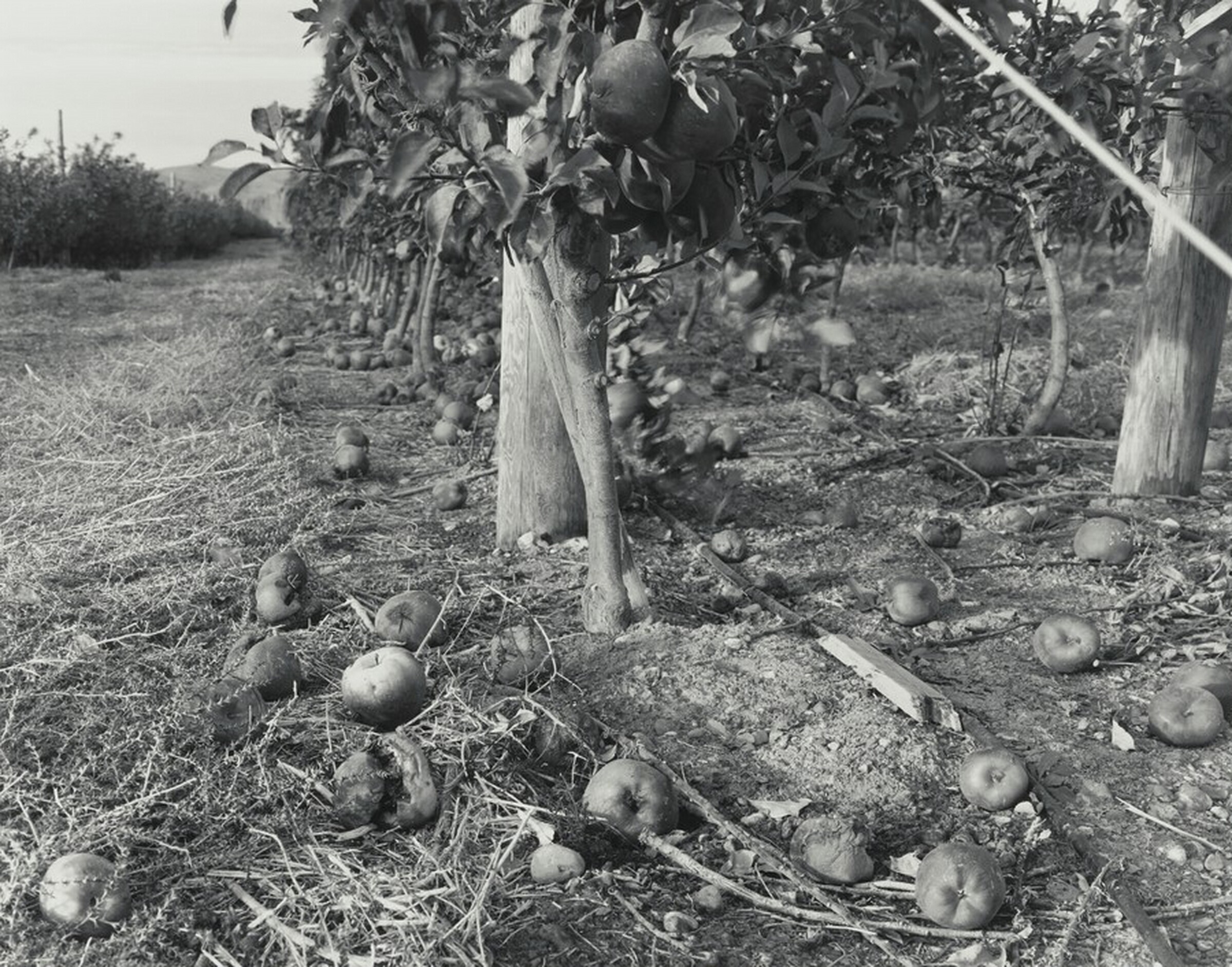 Untitled (Gala), Joseph Bartscherer, October 1992