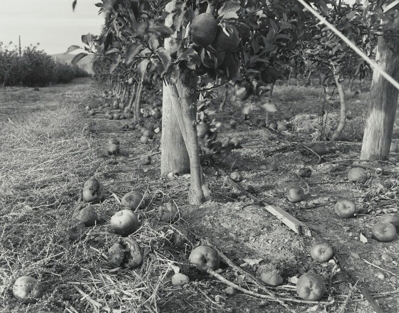 Fat apples lie on dirt and tall grass under the canopies of apple trees planted in rows in this horizontal black and white photograph. From low to the ground, we look down a row of low trees trained onto wire trellises held in place with wooden posts.