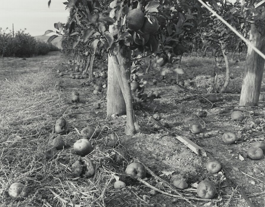 Fat apples lie on dirt and tall grass under the canopies of apple trees planted in rows in this horizontal black and white photograph. From low to the ground, we look down a row of low trees trained onto wire trellises held in place with wooden posts.