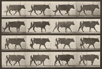 Plate Number 669. Ox; walking, Eadweard Muybridge, 1887