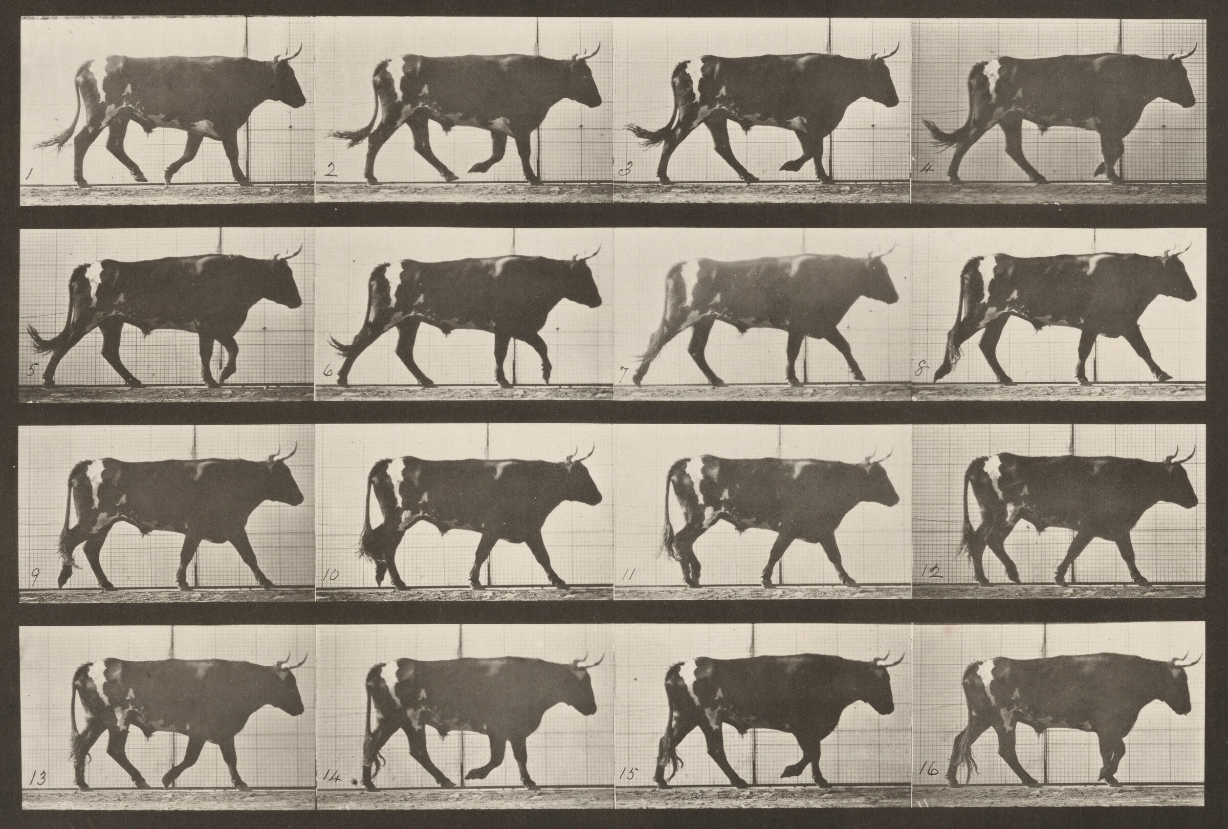 Plate Number 669. Ox; walking, Eadweard Muybridge, 1887