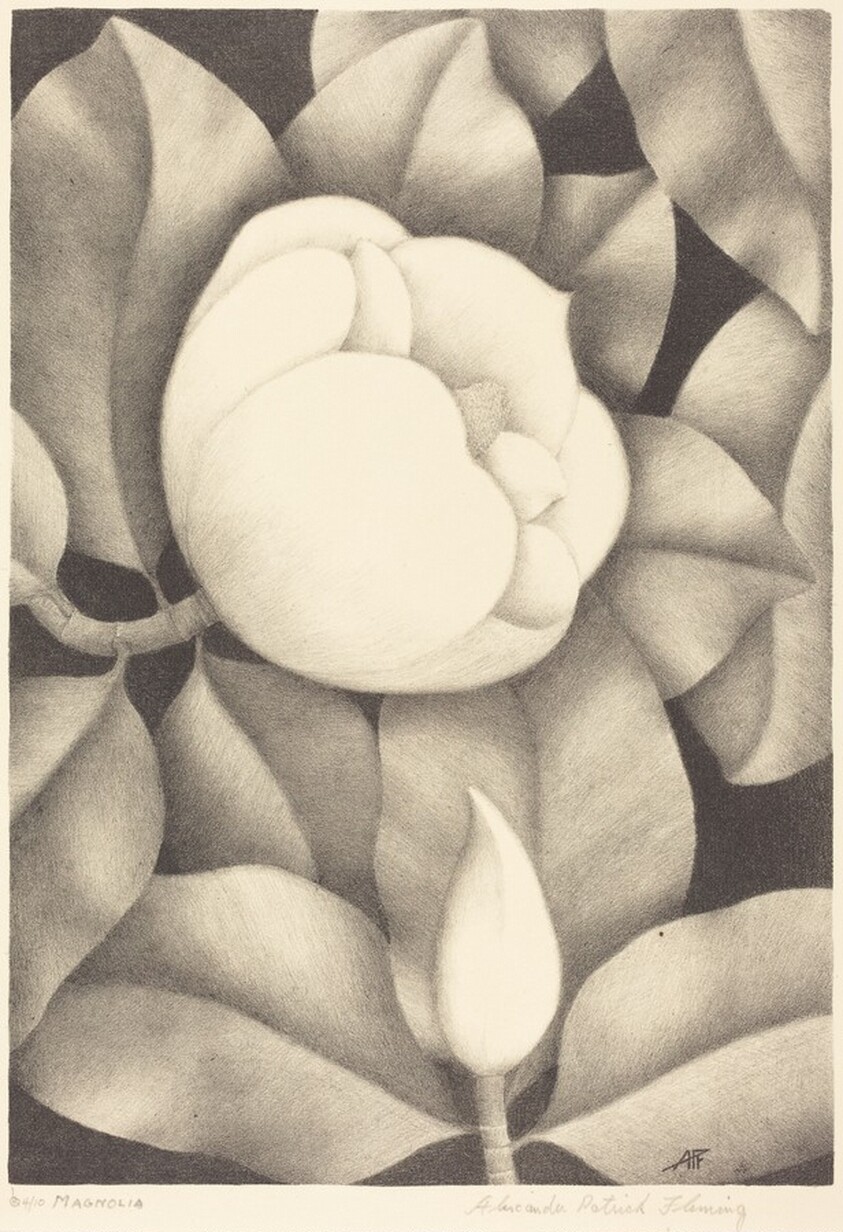 Magnolia