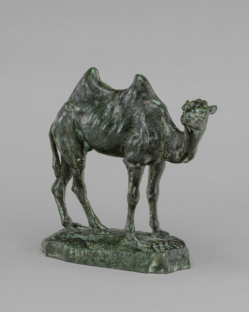 Persian Camel