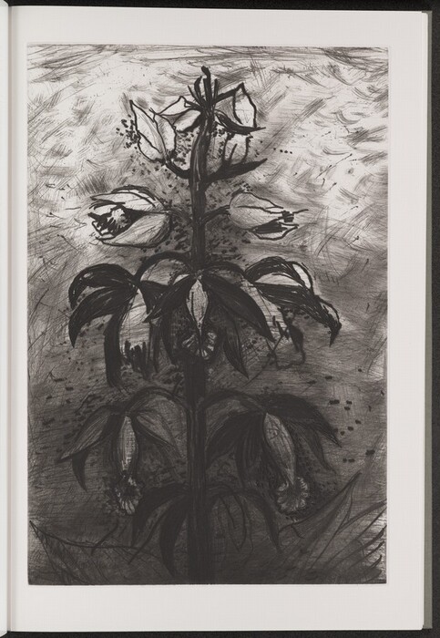 The image shows a botanical illustration of a flowering plant in black, gray, and white. The plant has leaves and blossoms along a central stalk, with shading for depth and texture.