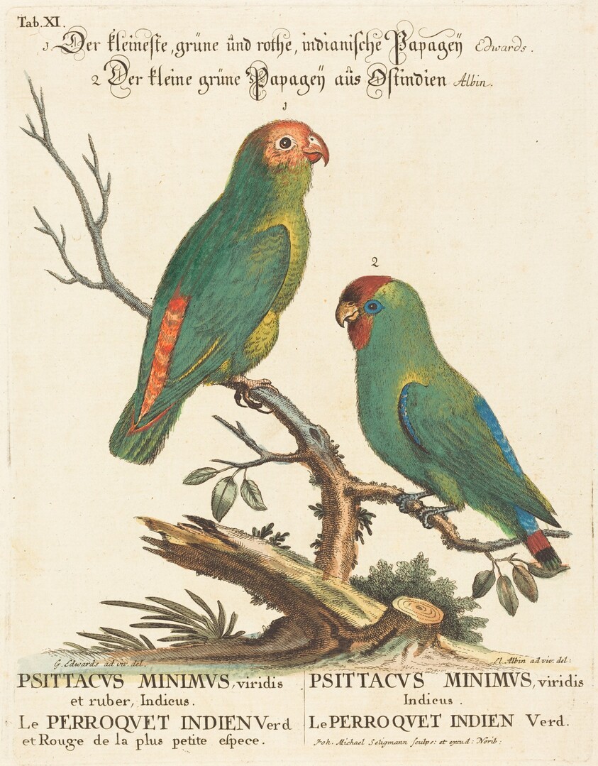 Parrot (Le Perroquet Indien. Psittacus Minimus)