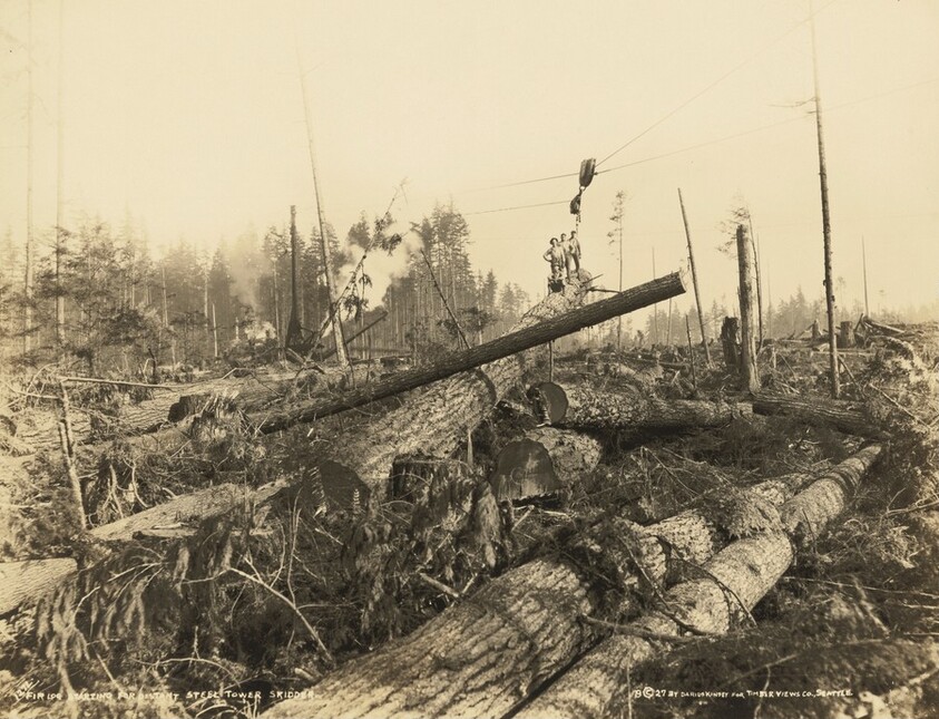 Fir Log Starting for Distant Steel Tower Skidder