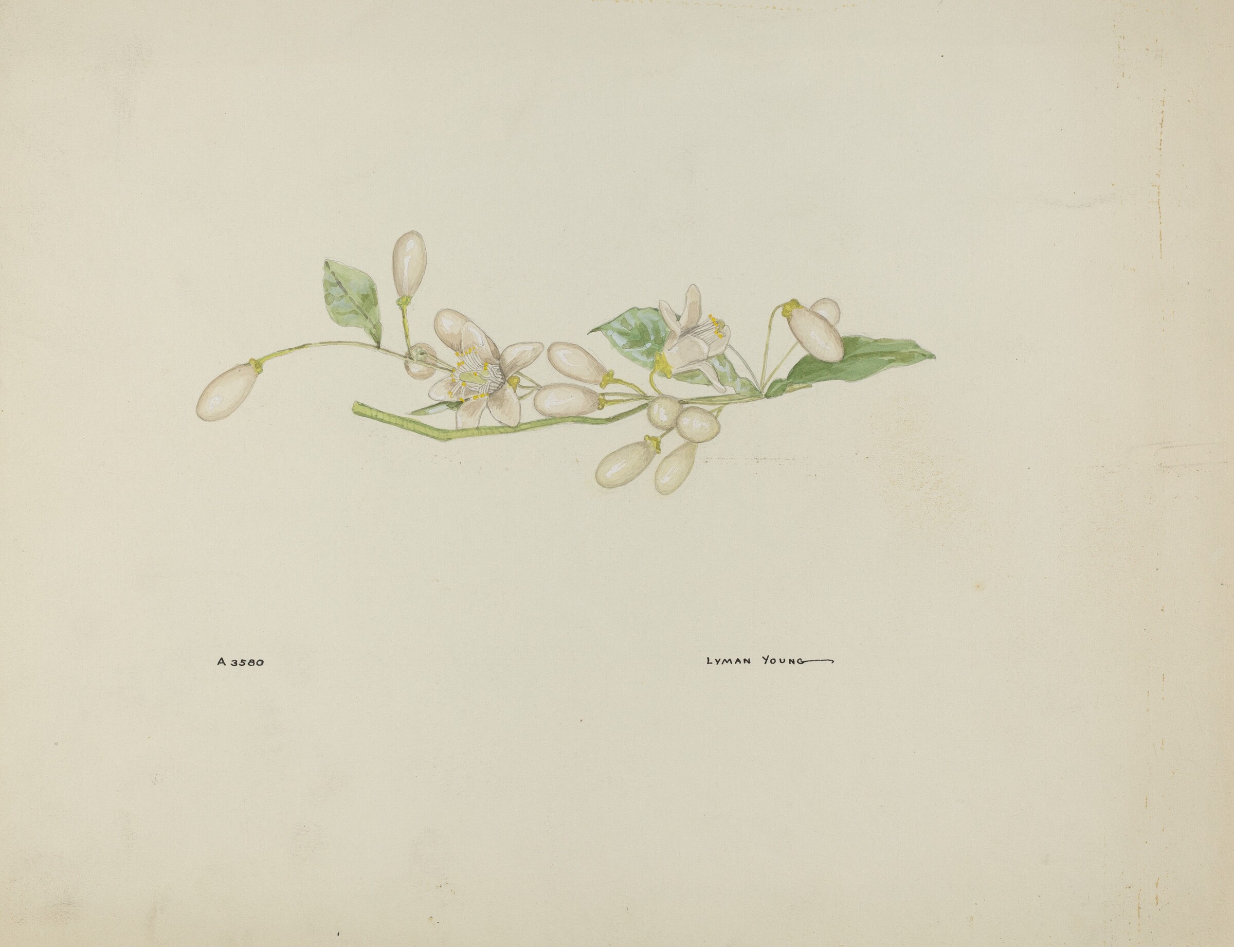Costume Accessory (Orange Blossoms), Lyman Young, c. 1937
