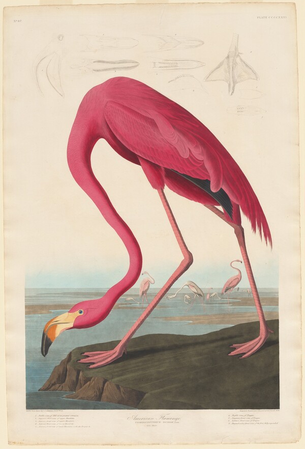 American Flamingo