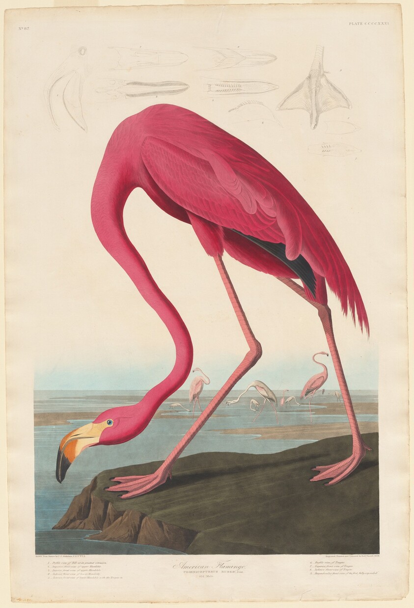American Flamingo