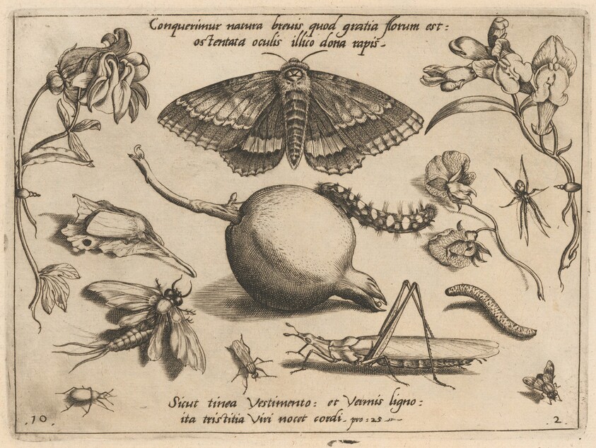Archetypa studiaque patris Georgii Hoefnagelii [Part 2, Plate 10]