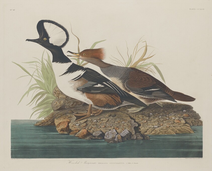 Hooded Merganser