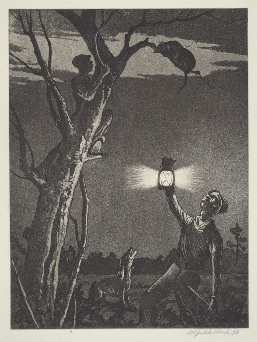 Possum Up De Simmon Tree