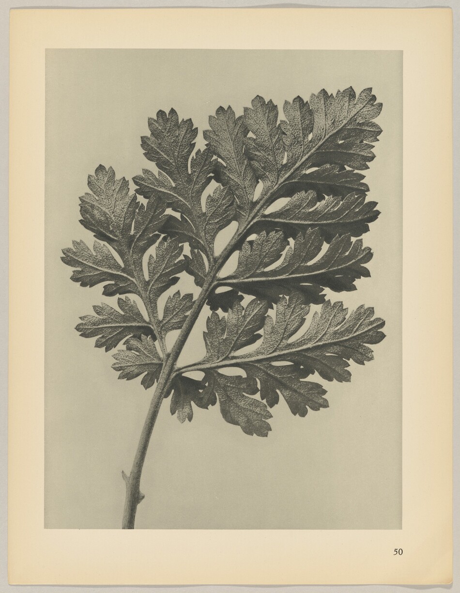 The image depicts a close-up of a large, detailed leaf with finely serrated margins and multiple lobes. The color palette is primarily monochromatic, ranging from light grays to darker shades for a black-and-white appearance. The stem of the leaf extends diagonally from the bottom left corner, with lobed segments spreading towards the upper part of the frame, filling most of the image space.