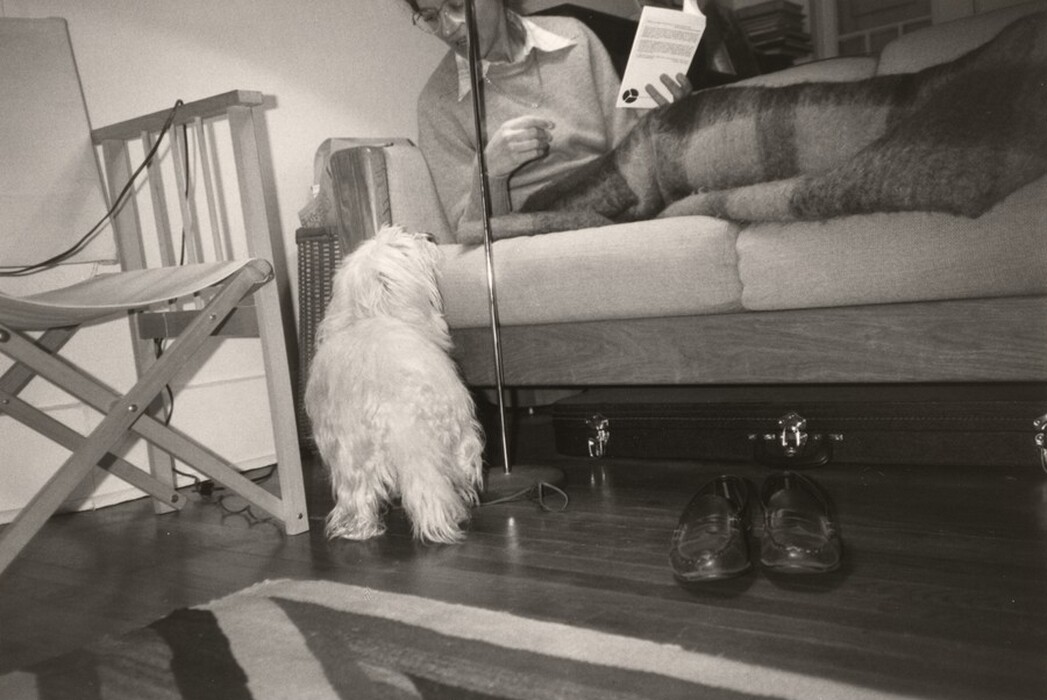 This is a photograph of a living room. It shows a dog looking up at a person on a couch. The person is reclining on the couch covered with a striped blanket and holding a book. A pair of dark loafers is on the wooden floor in front of a closed case under the couch. A wooden folding chair with cloth seating is to the left, and part of a decorative rug is in the bottom left corner of the frame.