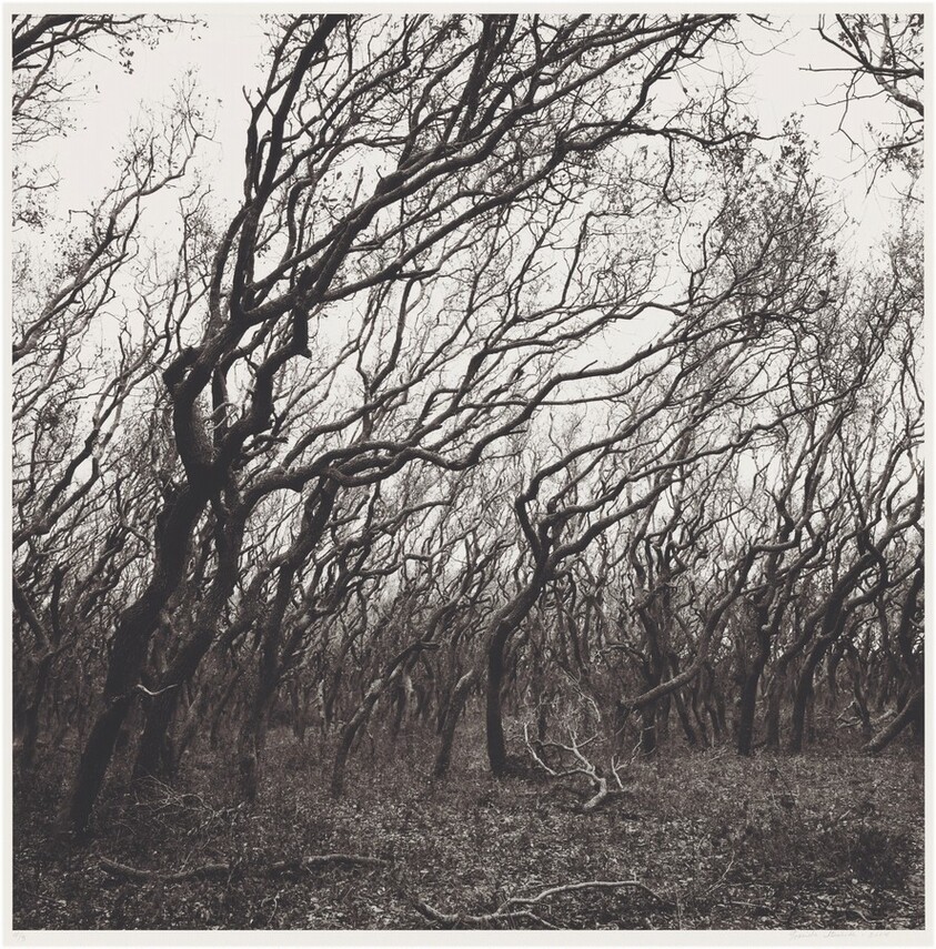 Rancho Santa Gertrudis, Sur de Texas (Santa Gertrudis Ranch, South Texas)