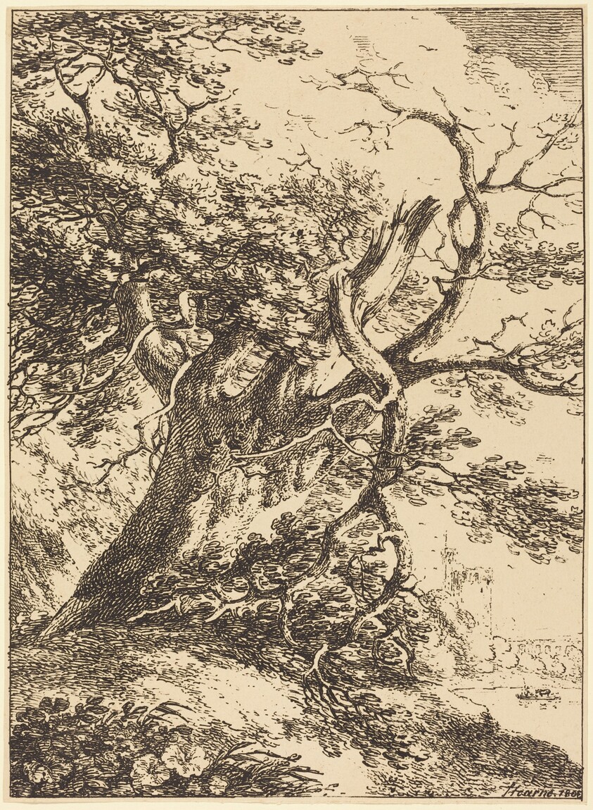 Old Tree