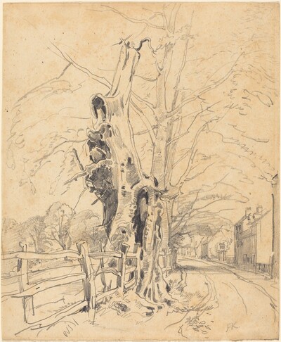 Trees by a Rail Fence