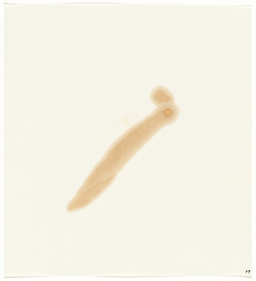 Stains: Sulfuric Acid (Mallinckrodt)