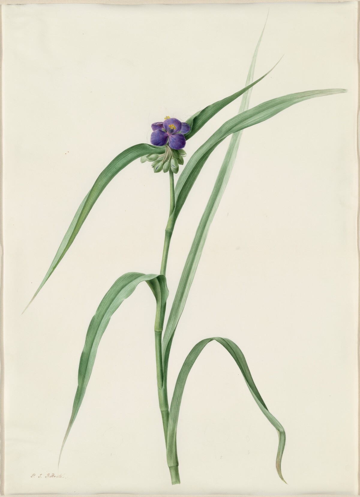 Tradescantia virginica