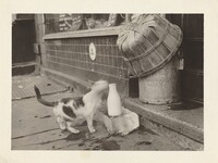 Untitled (Blurred cat licking milk bottle), American 20th Century, 1940s
