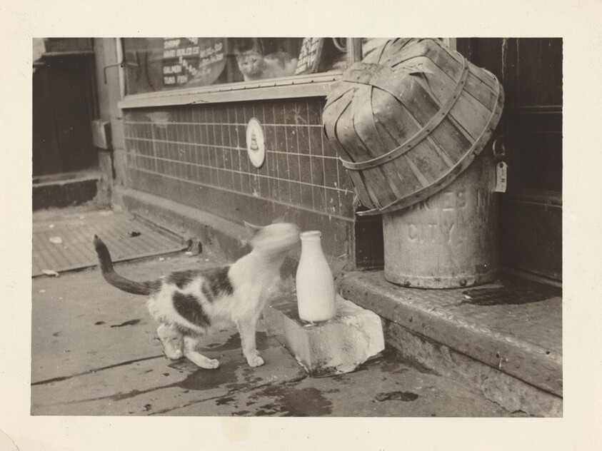 Untitled (Blurred cat licking milk bottle)