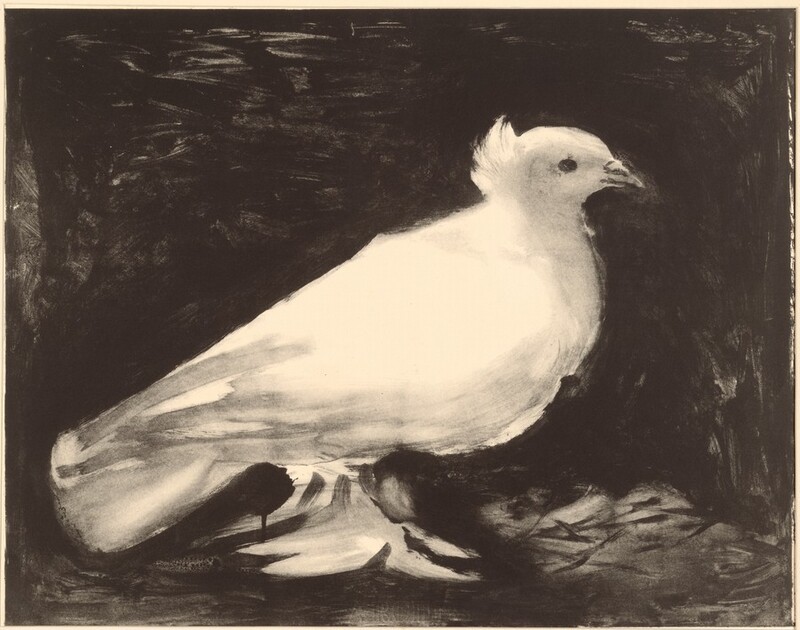 A snow-white dove stands out against an inky black background in this horizontal lithograph. The blended strokes that make up the bird are soft and flowing, contrasting with the darker, textured background. The dove's wings are folded back, and its tail points to our left while its beak, articulated with a couple black strokes, faces to our right. The eye we see is articulated with a black circle, and a few tufts of feathers stick up from the back of its head.