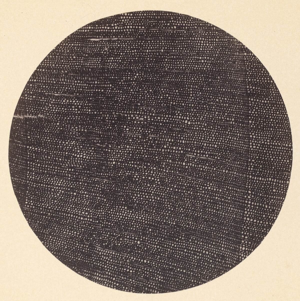 Microphotograph of Traverse Section of Wood (Salisburia)